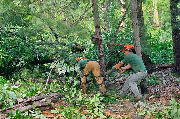 Best Tree Pruning Services  in Homosassa Springs, FL